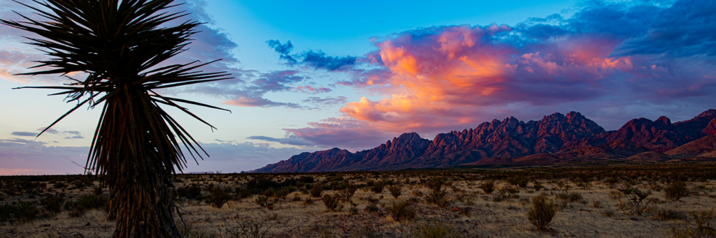 Organ Mountains and Yucca, Las Cruces, NM