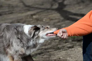 A dog biting a person’s shirt sleeve in El Paso.